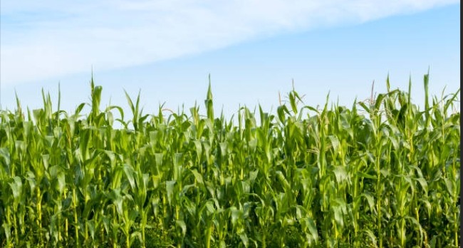 Maize & Grain Farming